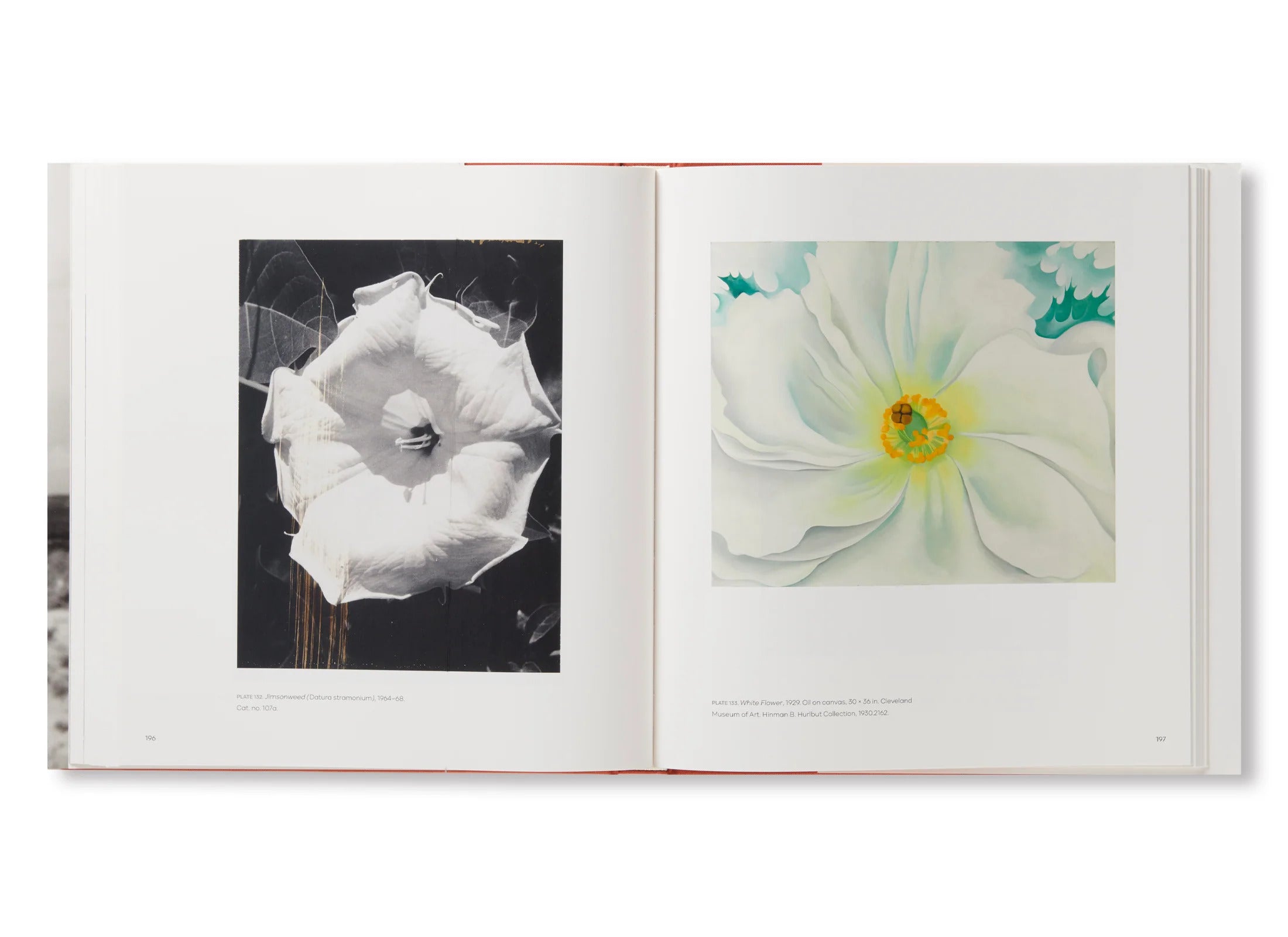 GEORGIA O'KEEFFE,PHOTOGRAPHER by Georgia O'Keeffe