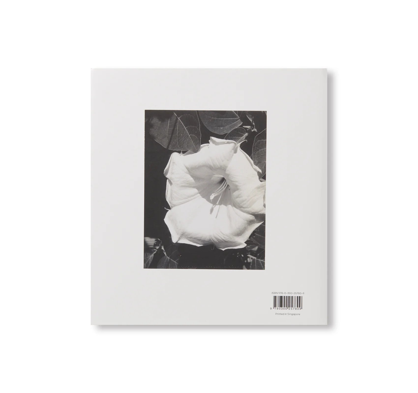 GEORGIA O'KEEFFE,PHOTOGRAPHER by Georgia O'Keeffe